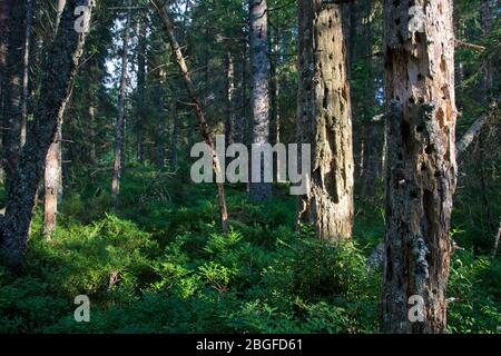 Totholz in einem Moorwald im Naturpark Doubs Stock Photo