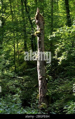 Bewachsenes Totholz im Baselbieter Jura Stock Photo