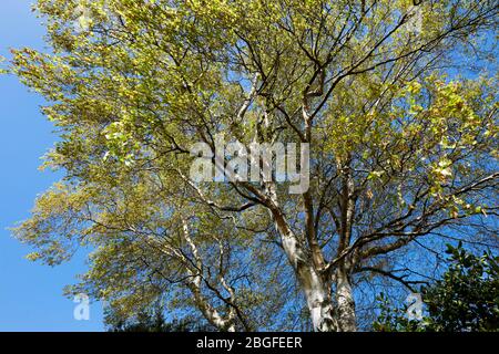Silver Birch Tree in the Springtime Stock Photo