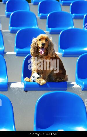 English cocker spaniel at stadium Stock Photo - Alamy