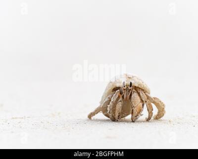 Stawberry Hermit Crab Coenobita perlatus, juvenile, Wizard Island, Cosmoledo Atoll, Seychelles Stock Photo