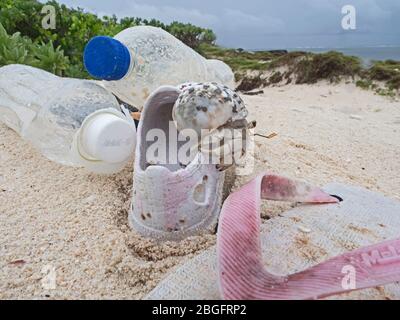 Stawberry Hermit Crab Coenobita perlatus, juvenile, climbing over washed up rubbish on beach, Wizard Island, Cosmoledo Atoll, Seychelles Stock Photo