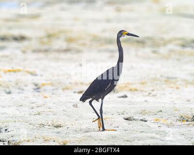 Grey morph Dimorphic Egret (Egretta dimorpha) a subspecies of little egret in which there is a white and grey morph. Wizard Island, Cosmoledo Atoll, S Stock Photo