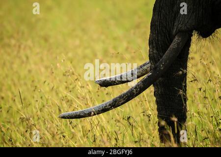 Elephant trunk and tusks, Maasai Mara, Kenya Stock Photo