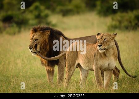 Lion couple in Maasai Mara, Kenya Stock Photo