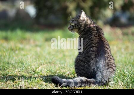 Striped grey tabby cat sitting on the grass, with her back towards the camera, looking left - copy space Stock Photo