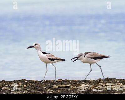 Crab plover (Dromas ardeola) juvenile begging for food from adult, on St Francois Atoll Seychelles, December Stock Photo