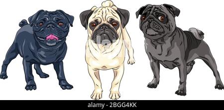 Vector set of cute dogs pug breed black, brown and fawn color Stock Vector