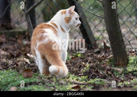 White and ginger cat watching something in a winter garden Stock Photo