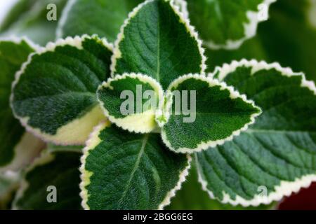 Close up of aromatic Variegated Indian Borage Plectranthus amboinicus white and green leaves Stock Photo