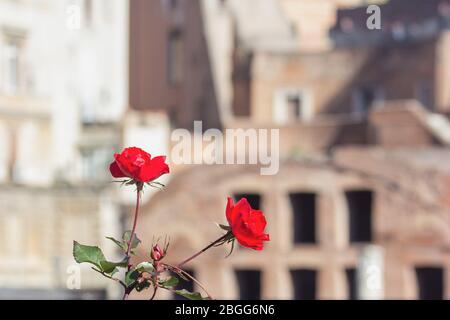 Two beautiful red roses on the old city background Stock Photo