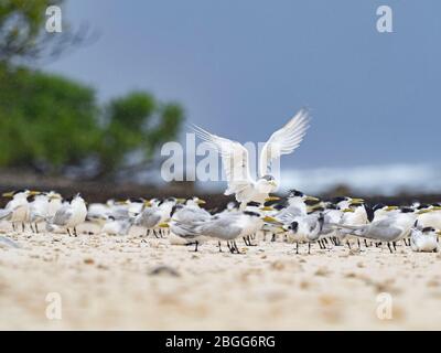 Greater crested terns (Thalasseus bergii) Alphonse Atoll Seychelles Stock Photo