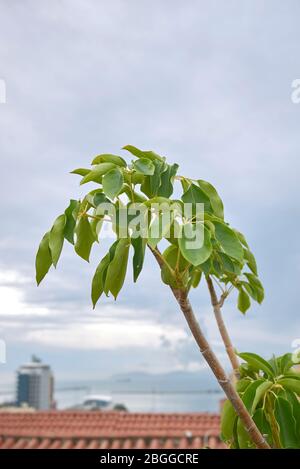 Schefflera actinophylla evergreen tree Stock Photo