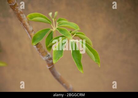 Schefflera actinophylla evergreen tree Stock Photo