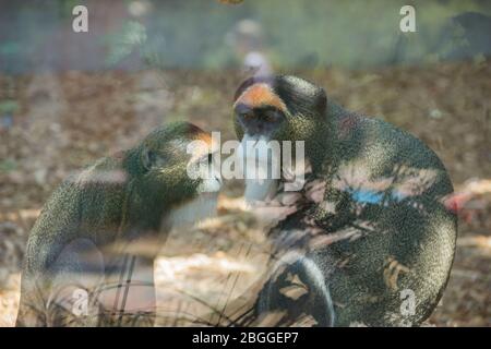 Monkey in the zoo. A wild animal in captivity. Animals in the zoo. Stock Photo