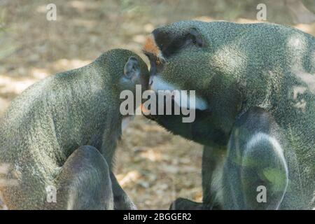 Monkey in the zoo. A wild animal in captivity. Animals in the zoo. Stock Photo