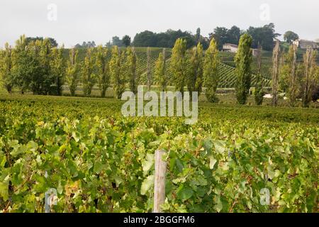 Bordeaux vineyards beautiful landscape of Saint émilion Stock Photo