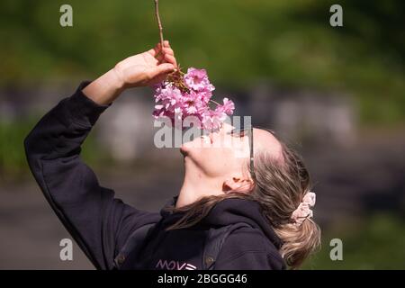 Glasgow, UK. 21st Apr, 2020. Pictured: A park goer stops and pulls down a branch of pink cherry blossom to sniff the scent. Scenes from Kelvingrove Park in Glasgow during the coronavirus (COVID-19) lockdown. Credit: Colin Fisher/Alamy Live News Stock Photo