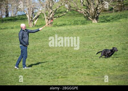 Glasgow, UK. 21st Apr, 2020. Pictured: People take their pet dogs out into the park for their one hour of daily exercise during the lockdown. The dog seems to be enjoying its freedom outside as it runs around after a ball. Scenes from Kelvingrove Park in Glasgow during the coronavirus (COVID-19) lockdown. Credit: Colin Fisher/Alamy Live News Stock Photo