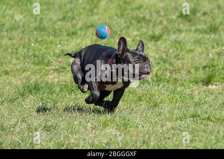 Glasgow, UK. 21st Apr, 2020. Pictured: People take their pet dogs out into the park for their one hour of daily exercise during the lockdown. The dog seems to be enjoying its freedom outside as it runs around after a ball. Scenes from Kelvingrove Park in Glasgow during the coronavirus (COVID-19) lockdown. Credit: Colin Fisher/Alamy Live News Stock Photo