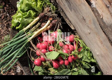 Green onions, early radishes, young leaves of fresh green lettuce on wooden background in a sunny day outside. First spring harvest from the garden Stock Photo