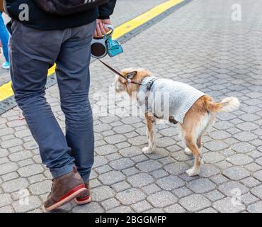 Owner walking dog along cobblestone pavement street. Curious dog dressed in grey sweater. Stock Photo