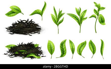 Close up realistic tea dried herbs and greens tea leaves isolated vector set. Tea green herb natural, drink healthy illustration Stock Vector