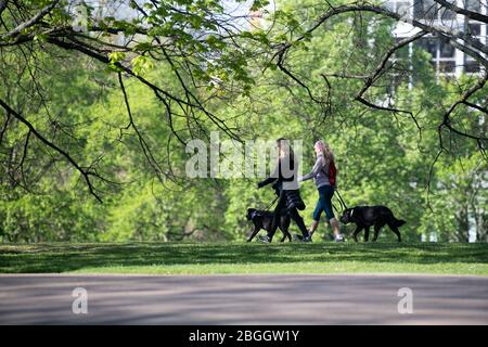 Two women walking their dogs in Kensington Park, London, UK. Dog walking has become even more popular during Lockdown. Stock Photo