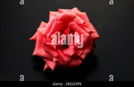 Rotten Rose Flower Stock Photo