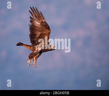 Golden eagle, Bulgaria Stock Photo