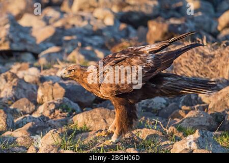 Golden eagle, Bulgaria Stock Photo