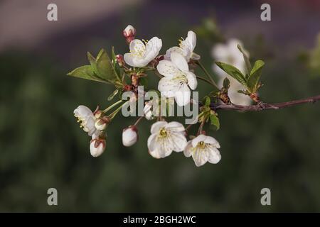 White beautiful flower of apple tree blooms in spring Stock Photo