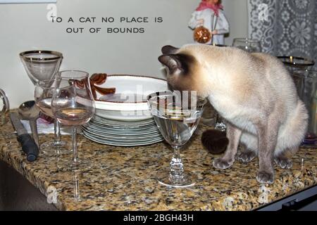Tonkinese cat drinking water from crystal goblet; used dishes, stacked for washing, glassware, granite counter, kitchen, purebred feline; pet; animal; Stock Photo