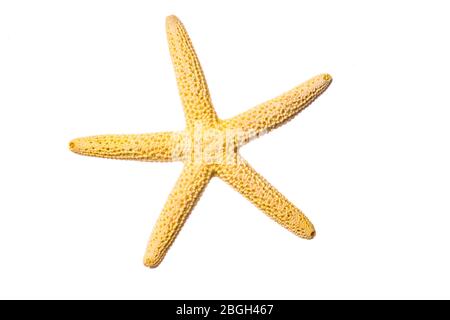 yellow starfish close-up on a white background Stock Photo