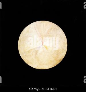 Hilma Af Klint - 1915 - No 14 Swan. Stock Photo