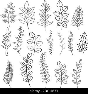 Hand drawn branches with leaves and flowers. Rustic doodle vector branching decoration isolated. Branch floral leaf, twig, rustic frame illustration Stock Vector