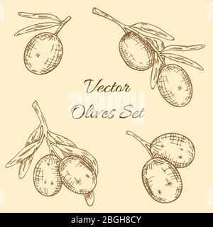Set of olive tree branch. Hand drawn style. Vector sketch Stock Vector
