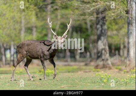 Sika deer stag in a wildlife park Stock Photo