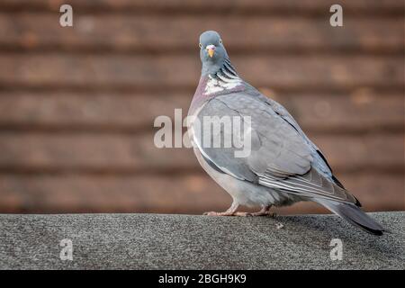 Large Wood Pigeon perched on fence staring at camera Stock Photo