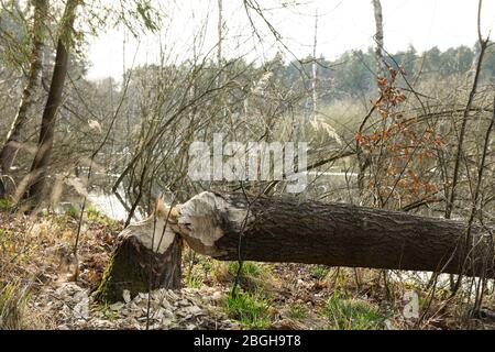 vom Biber umgelegter Baum im Feuchtgebiet beim Hellsee / Biesenthaler Becken Stock Photo