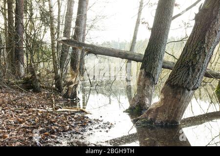 Biberfraß im Feuchtgebiet beim Hellsee / Biesenthaler Becken Stock Photo