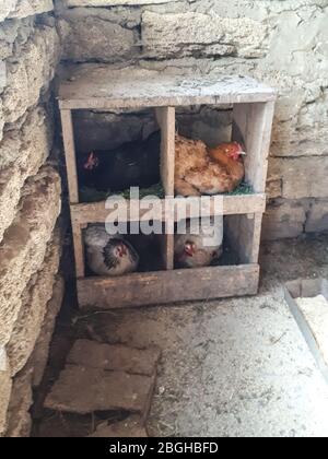 Chickens in nests in the chicken coop. The chickens are being demolished. Stock Photo