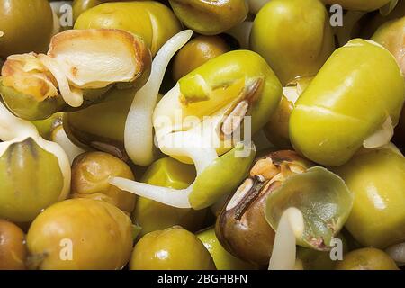 Lot of whole fresh green bean sprouts mungo Stock Photo