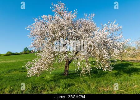 blossom apple tree at the spring time in Germany. Stock Photo