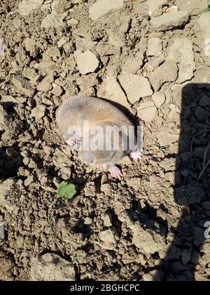 Garden pest mole rat. Blind underground digging rodent mole rat. Spalax Stock Photo