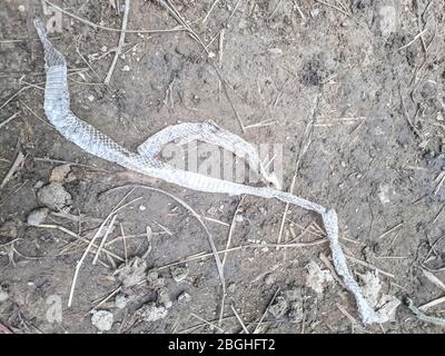 The discarded skin of the snake. It's a molt. Discarded scaly skin. Stock Photo