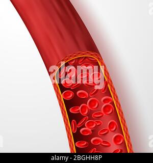 Human blood vessel with red blood cells. Blood vein with macro erythrocytes in plasma isolated vector illustration. Vessel system, flow blood human, cardiovascular microscopic Stock Vector