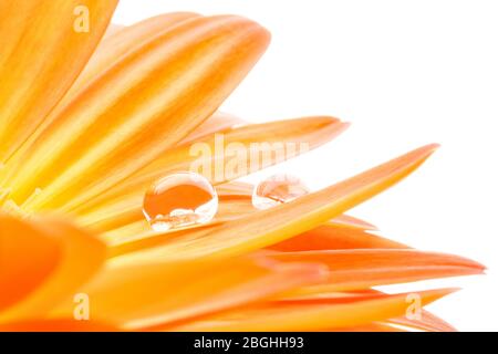 gerbera with dew drop - close up Stock Photo