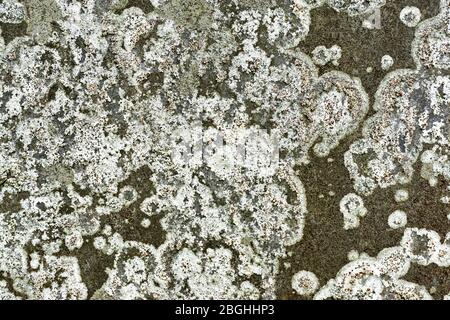 Closeup of weathered grey manmade flat stone covered with white lichen in organic patterns for use as a grunge background. Stock Photo