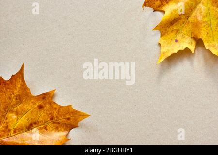 Autumn background. Two golden yellow fall leaves on natural looking brown cardboard with copy space. Stock Photo